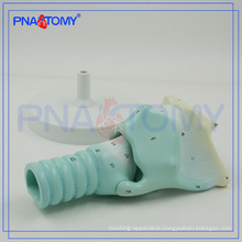 PNT-0442 cartilages larynx expansion anatomy model plastic anatomy model